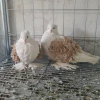 کبوتر تزئینی پشت فر جکسون با فر گوسفندی