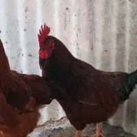 خروس ۸ ماهه جوان