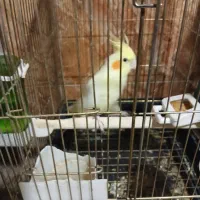 عروس هلندی