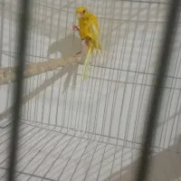 قناری جفتی خوب