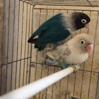 طوطی برزیلی.قفس تاشو بازاری جوجه پران لانه پرنده