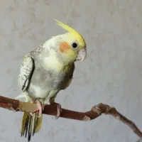رام و دوست داشتنی