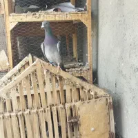 کبوتر آلمانی رنگه به شرط پرش