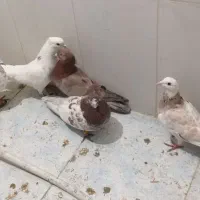 کبوتر 6عدد