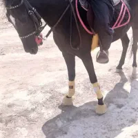 اسب|اسب و تجهیزات اسبسواری|تیران, |دیوار