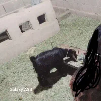 فروش دو بزغاله ماده|حیوانات مزرعه|طبس, |دیوار