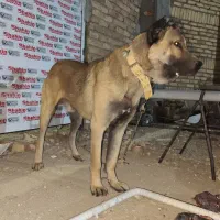 سگ اصیل سرابی