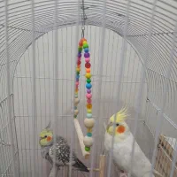 پرنده مینا و عروس هلندی