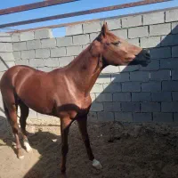 اسب کورسی مدارک کامل پدر کولاک مادر طوفان