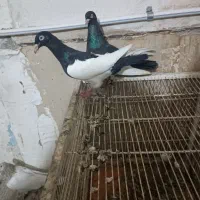 یک جفت یهودی