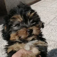 فروش توله|سگ|کرمان, |دیوار