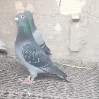 کبوتر
