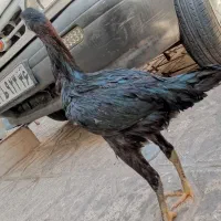 خروس لاری