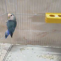 کوتوله برزیلی قیمت 800تومان|پرنده|جهرم, |دیوار