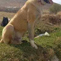 سگ سرابی|سگ|خرمدشت, |دیوار