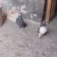 کبوتر پرشی|پرنده|قرچک, فردیس|دیوار