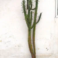 کاکتوس های فوق العاده|گل و گیاه طبیعی|رضوانشهر, |دیوار