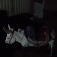 الاغ گله ای