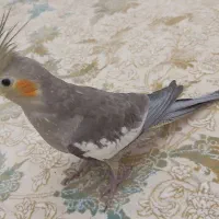 عروس هلندی ۴عدد دارم|پرنده|پرند, فاز ۵|دیوار