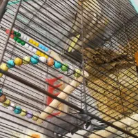 جفت عروس هلندی  و یک عدد سهره خاکی|پرنده|میبد, |دیوار