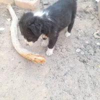 پاپی آماده فروش|سگ|تربت جام, خیرآباد|دیوار