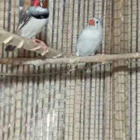 دو عدد کبوتر طوقی ماده|پرنده|سراوان, |دیوار