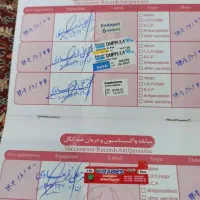 سگ شیتسو تری نر|سگ|بجنورد, |دیوار