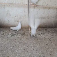 کفتر