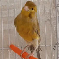 قناری نر با قفس کامل