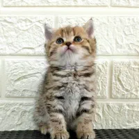 دنیای گربه های اصیل ( پرشین بریتیش اسکاتیش )|گربه|بندرعباس, |دیوار