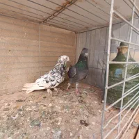 کبوتر|پرنده|مهریز, |دیوار