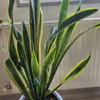 گل های طبیعی سالم با گلدان|گل و گیاه طبیعی|محمدشهر, همایون ویلا|دیوار