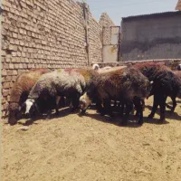میش افشاری