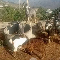 بز و بزغاله