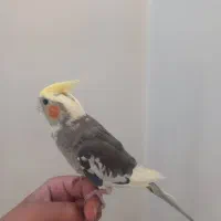 عروس هلندی نر سخنگو