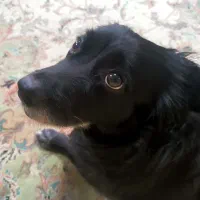 سگ مهربان تحصیل کرده