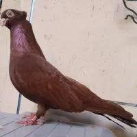 ماده صرب سرخ بشرط معاوضه بانرصرب امیدیه