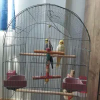 عروس هلندی نر وماده