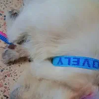 سگ‌پاکوتاه فروشی فوری|سگ|گرگان, |دیوار