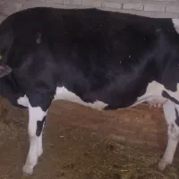 گاو گوشتی|حیوانات مزرعه|سراجو, |دیوار