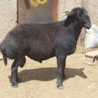 قوچ هترو