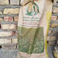 فروش بذر ذرت علوفه‌ای