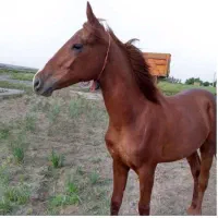 اسب ترکمن|اسب و تجهیزات اسب‌سواری|الوند, |دیوار