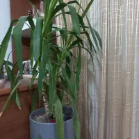 به دلیل جابجایی قصد فروش دارم|گل و گیاه طبیعی|گلبهار, شهر جدید گلبهار|دیوار