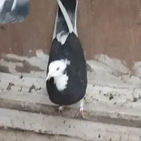 چند عدد کفتر رفته|حیوانات|زنجان, |دیوار