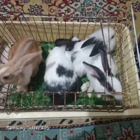 خرگوش