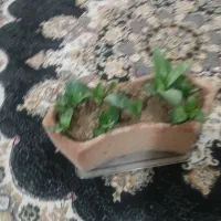 گل طبیعی آپارتمانی|گل و گیاه طبیعی|خمینیشهر, |دیوار