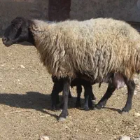 میش سه قلوزا