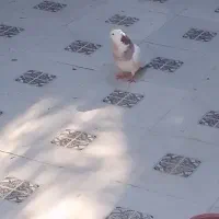 کبوتر رنگی|پرنده|خرمشهر, |دیوار