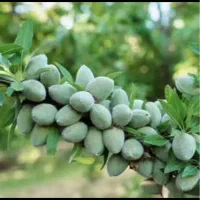 نهال بادام فرانیس پاشاپور